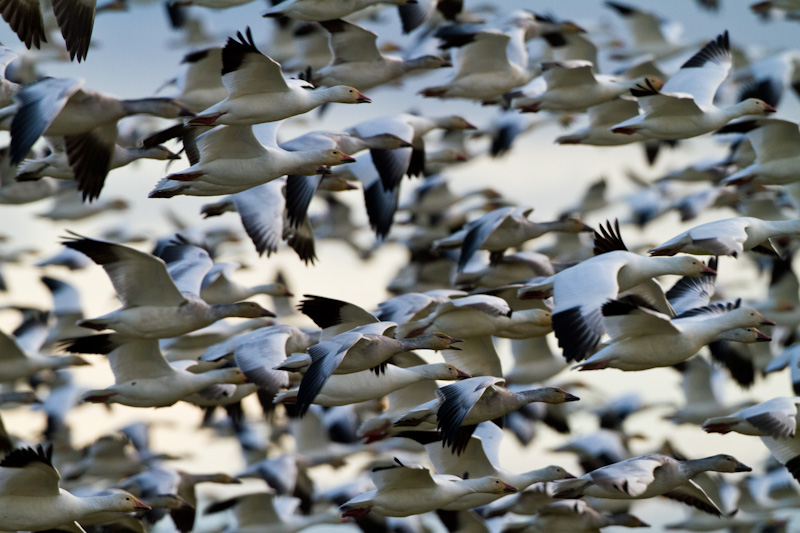 Snow Geese In Flight